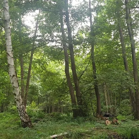 Spree In Der Altstadt Lübbenau