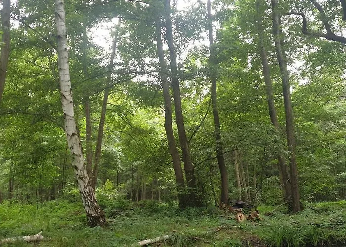 Spree In Der Altstadt Lübbenau